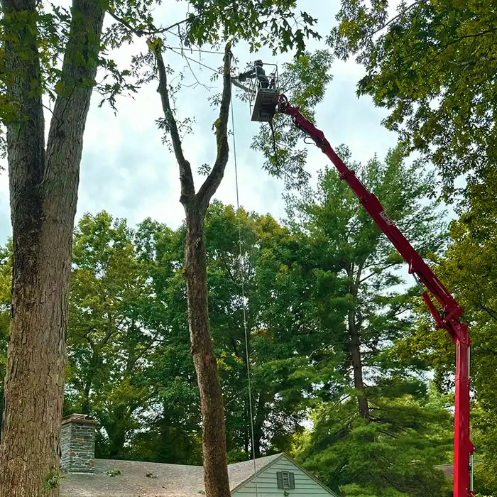 red lift platform for tree removal service above house