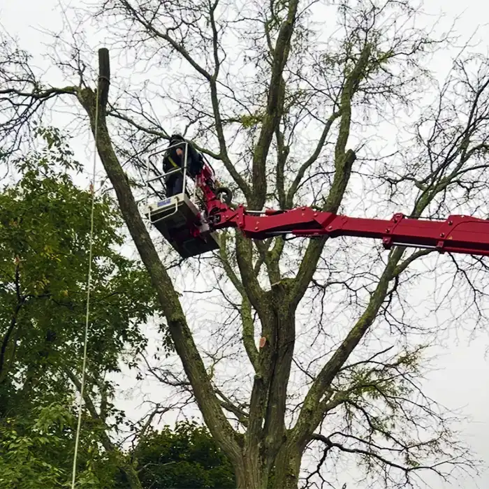 red lift platform for tree removal service in woods