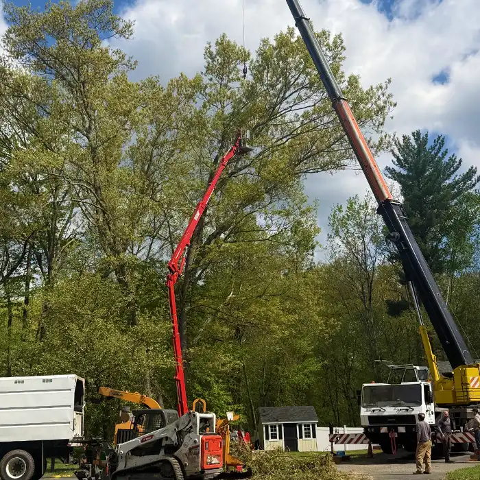 crane and red lift platform for tree removal service in woods