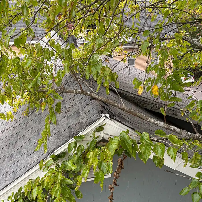 tree branches falling onto roof of house