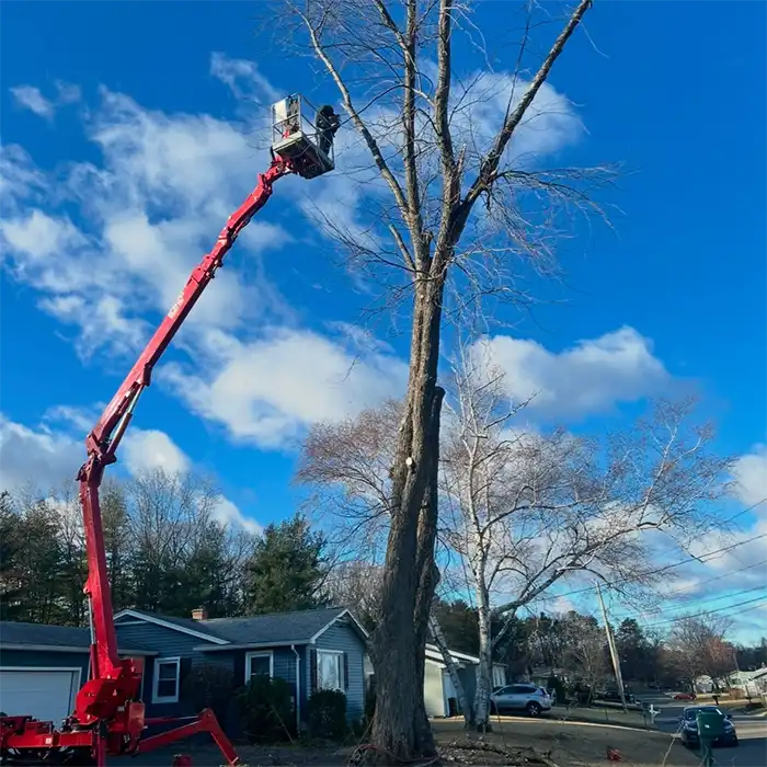 red lift platform for tree removal service in front of house