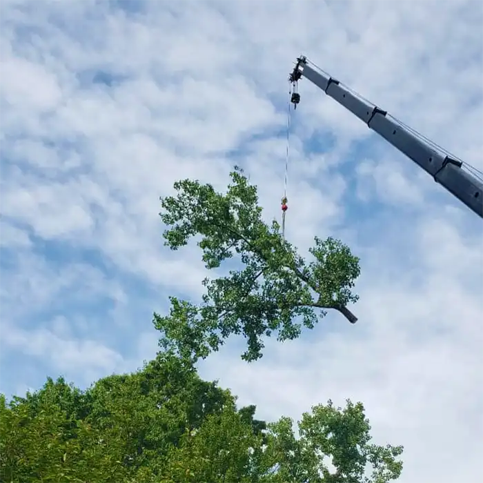 crane lifting tree branch out of woods