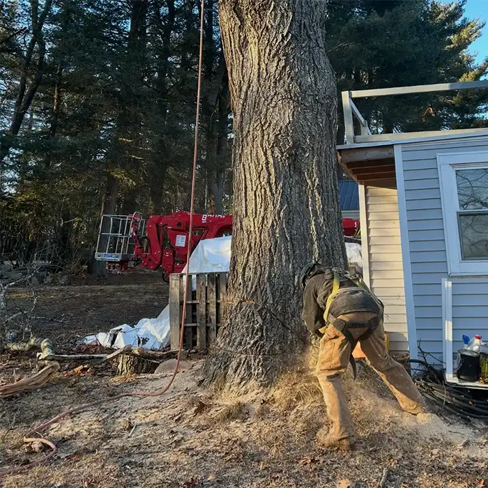 worker rigging tree for removal service next to house