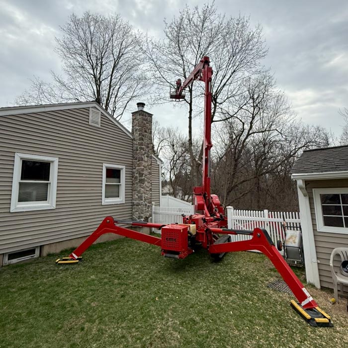 professional tree trimming